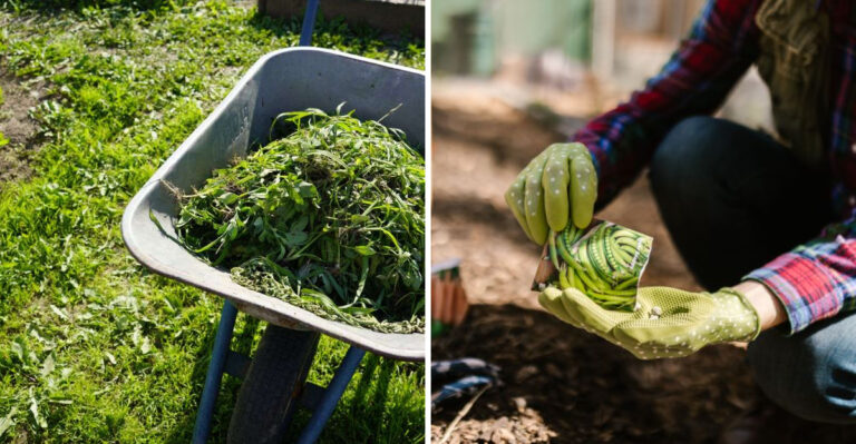 8 Early-August Moves Every Virginia Gardener Needs For A Strong Fall Harvest