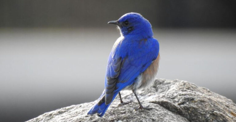 What It Really Means When A Bluebird Shows Up In Your Missouri Yard