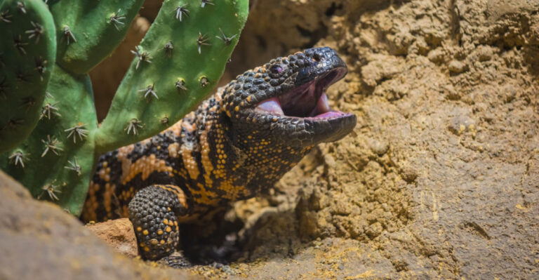 This Colorful Lizard Is Turning Up In More Arizona Yards After Monsoon Storms