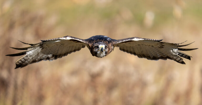 What It Really Means When Red-Tailed Hawks Start Circling Your Oregon Property