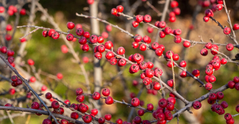 These Pennsylvania Native Plants Hold Berries Birds Can Find Deep Into Winter