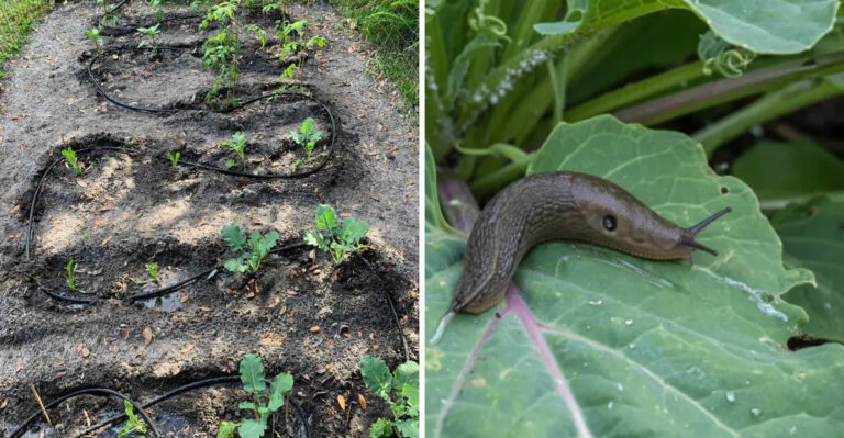 Stop Watering Your Michigan Garden In The Evening During High Humidity