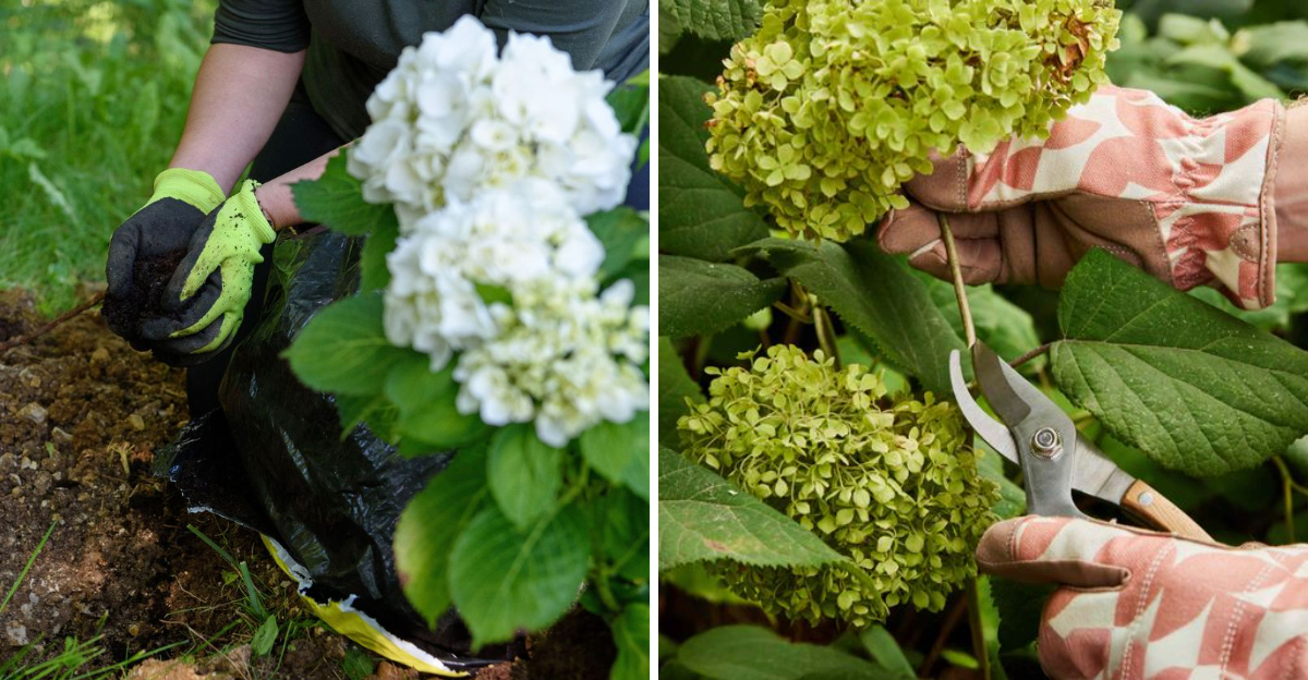 mulching and pruning hydrangea