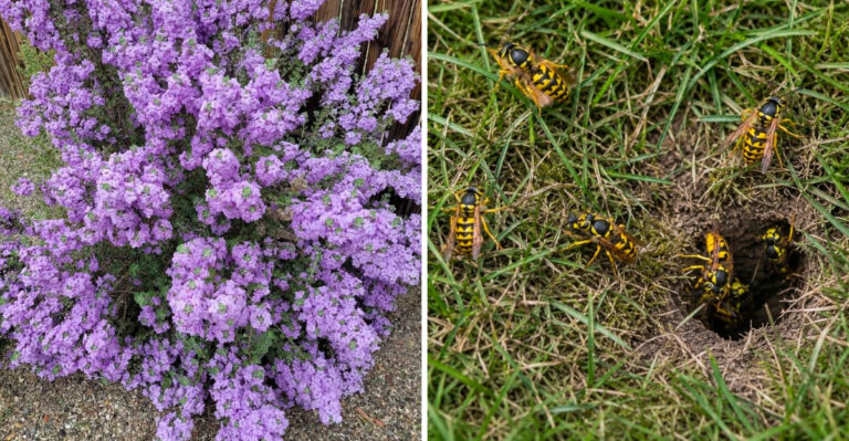 The Texas Plants That Can Repel Wasps From Getting Near The Porch