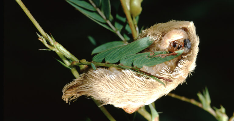 This Fuzzy Caterpillar Showing Up In Missouri Gardens Should Not Be Touched