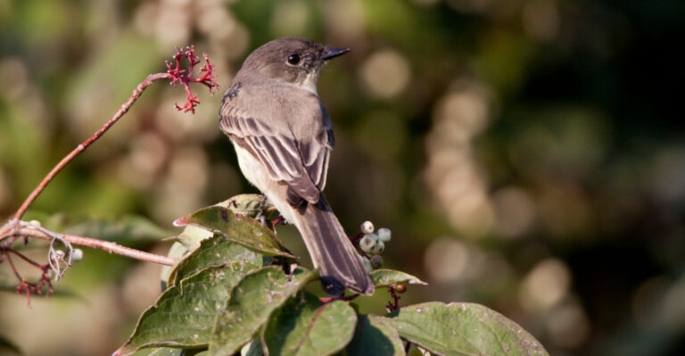 Eastern Phoebe (Sayornis phoebe) on Gray Dogwood