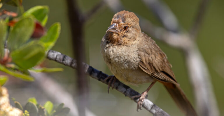 Why California Towhees Keep Kicking Mulch Out Of Your Garden Beds