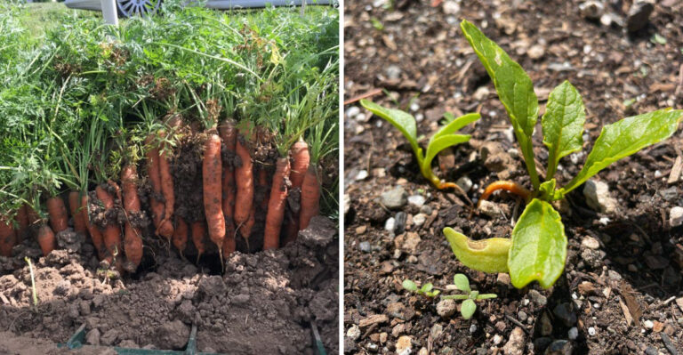 Stop Making These Ohio Fall Sowing Mistakes With Carrots And Beets