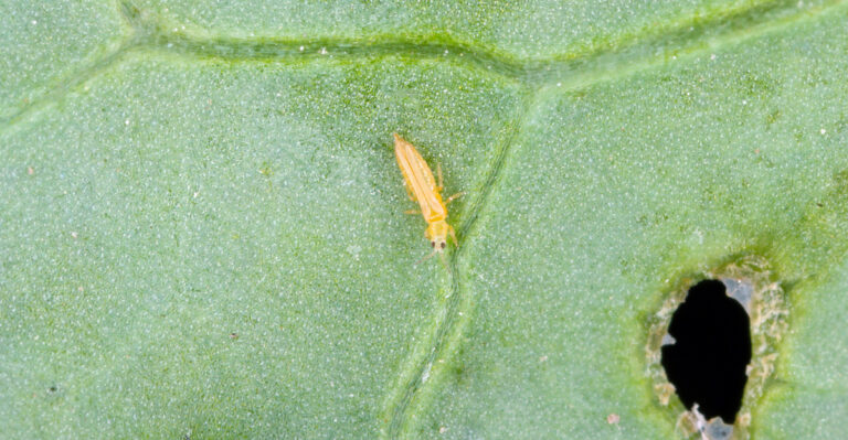 thrip on a leaf