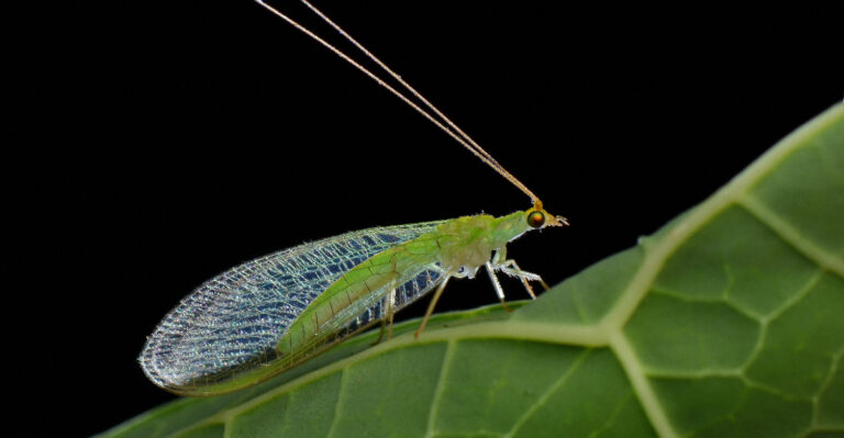 green lacewing (featured image)