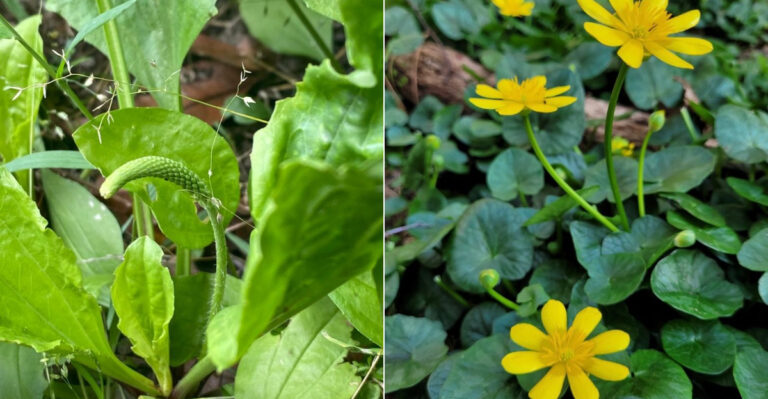 These Oregon Weeds Set Seed In August And Will Create Problems For Three Years If You Miss Them Now