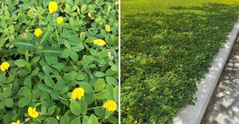 The Florida Ground Cover That Replaces Roach-Friendly Mulch Along The Foundation