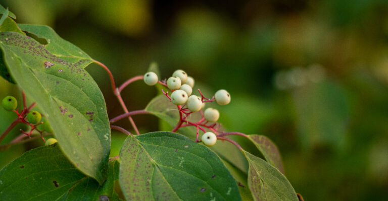 This Native Michigan Shrub Suckers Into A Thicket That Birds Absolutely Love