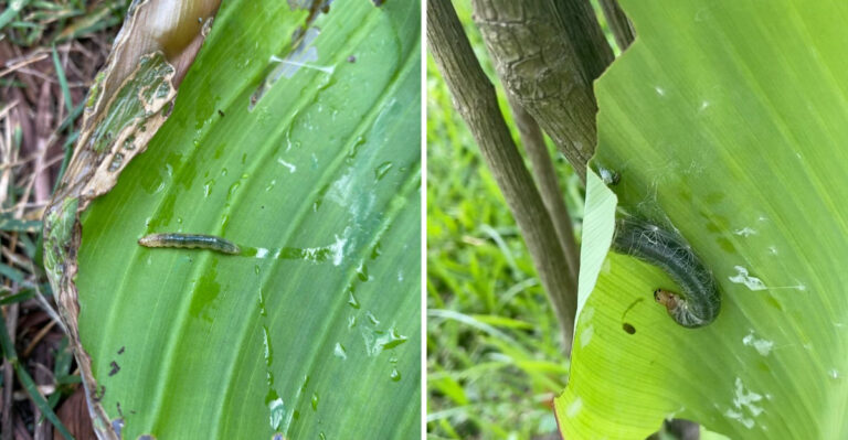 The Leaf-Rolling Caterpillar Curling Leaves On Texas Cannas