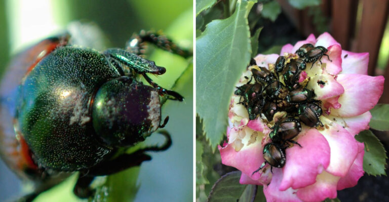 This Is The Invasive Bug Targeting Pennsylvania Roses At An Alarming Rate