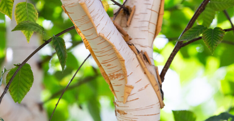 The Native Massachusetts Tree Secretly Hosting Luna Moths Every Summer