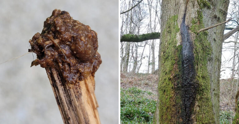 The Sticky Black Substance Illinois Tree Owners Should Know About