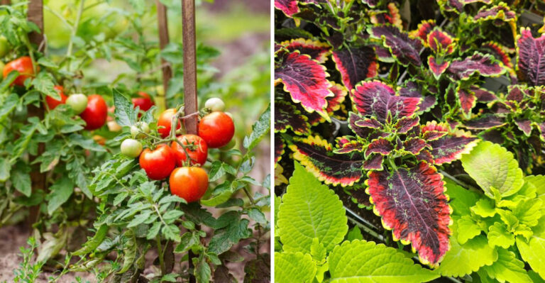 tomatoes and coleus