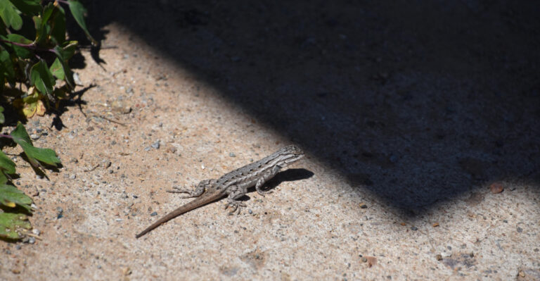 What It Means When Lizards Cover Your California Walls In A Heat Wave