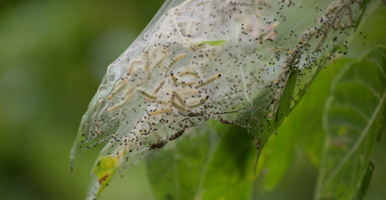 Those Tent-Like Webs Appearing On Pennsylvania Tree Branch Tips Right Now Are Fall Webworms