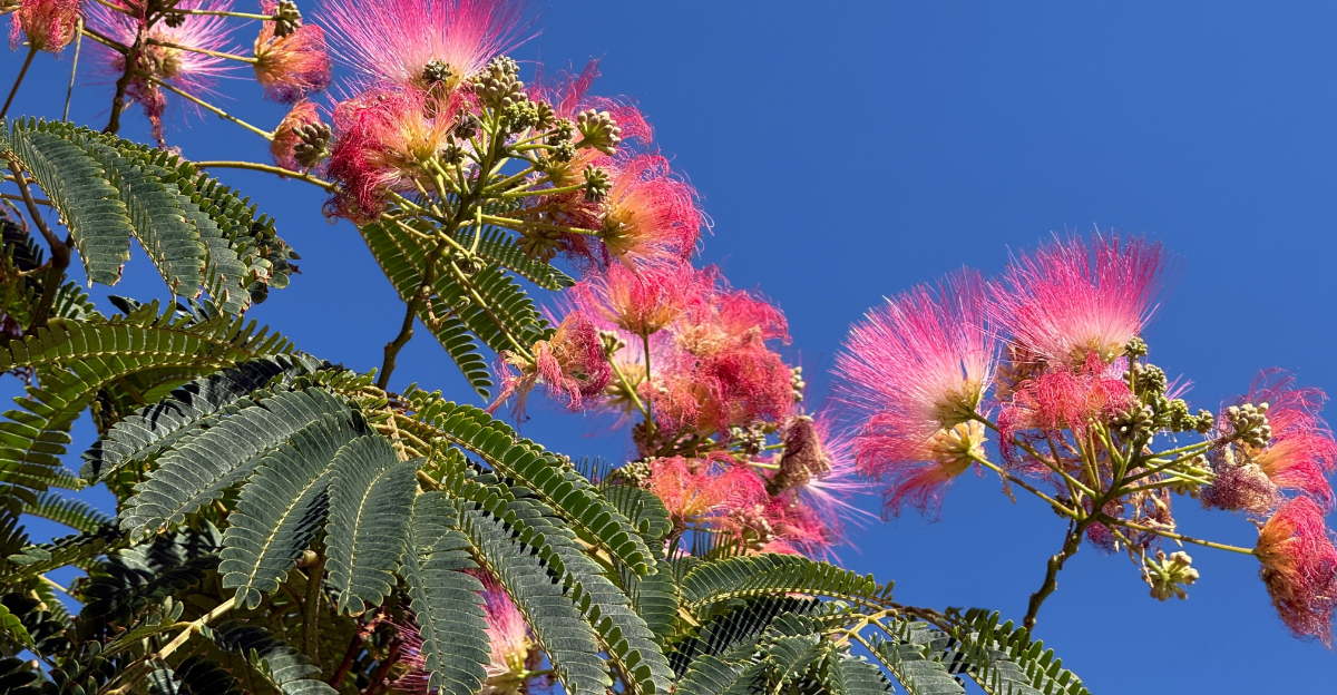 mimosa tree (featured image)