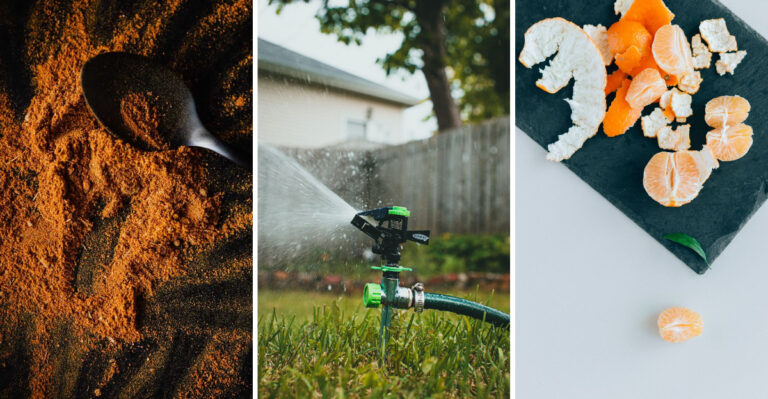 8 Easy Squirrel Deterrents That Actually Keep Your Garden Pots Intact