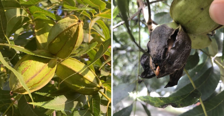 Why Are Your Georgia Pecans Dropping Prematurely Right Now?