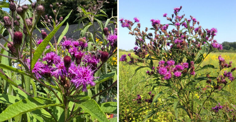 This Overlooked Pennsylvania Native Wildflower Stands Up To Heavy Summer Storms