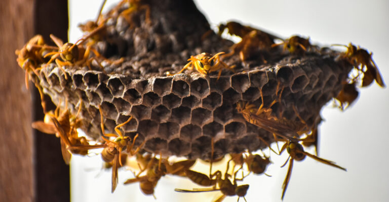 What It Means When Wasps Suddenly Turn Aggressive In New York Yards