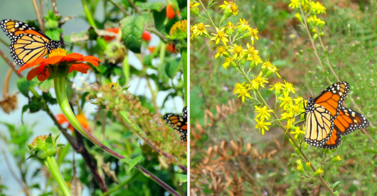 What To Leave In Your Georgia Yard This August To Keep Monarchs Coming Back All Season