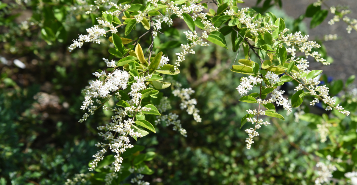 Chinese privet (featured image)