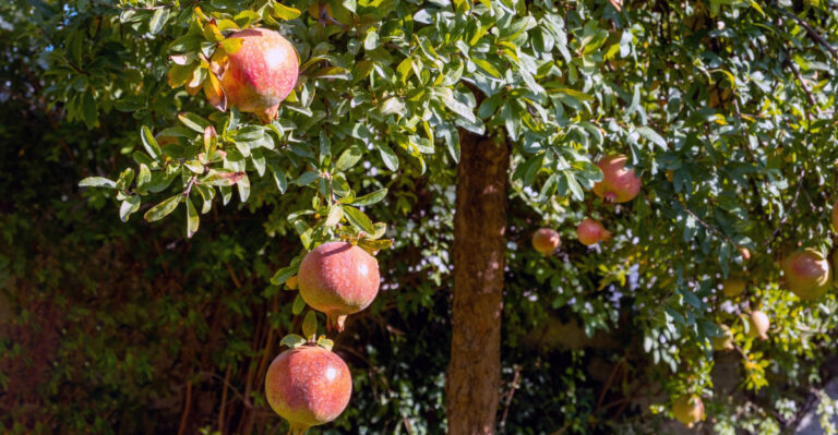 Pomegranate tree (featured image)