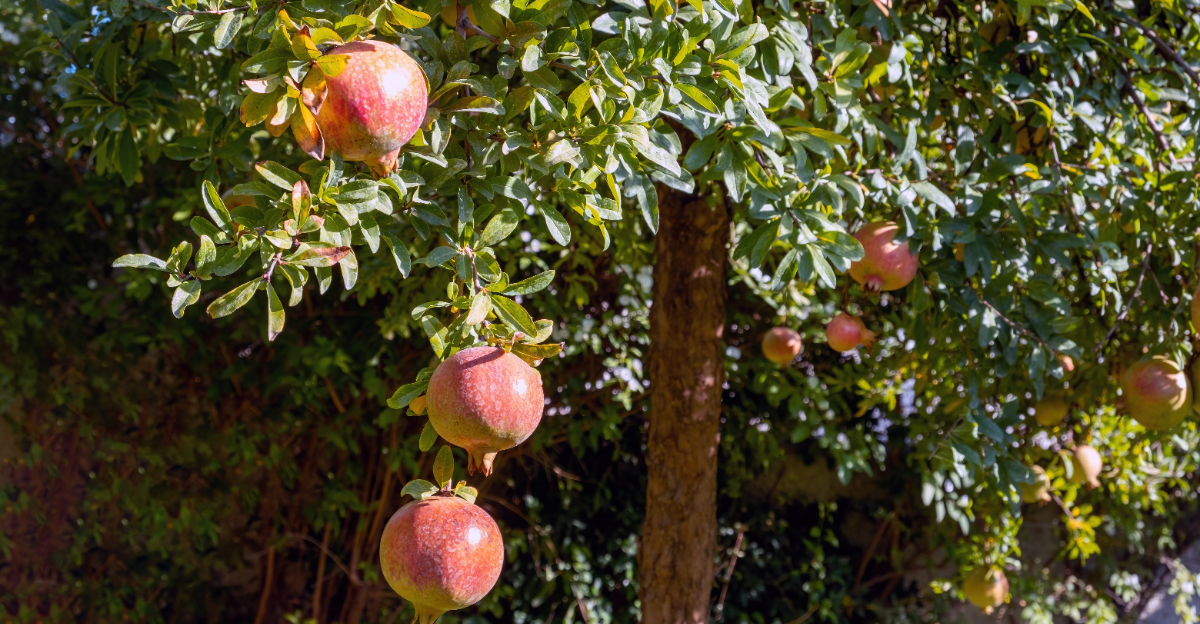 Pomegranate tree (featured image)