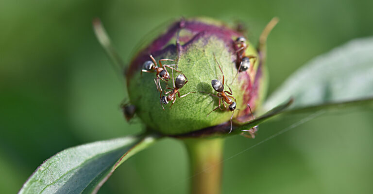 The Ant-Peony Connection Every Massachusetts Gardener Should Understand