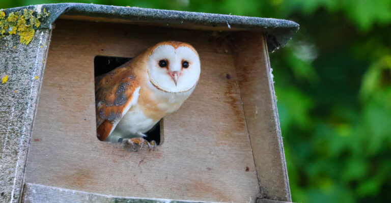What It Means When Barn Owls Start Nesting In Your California Yard