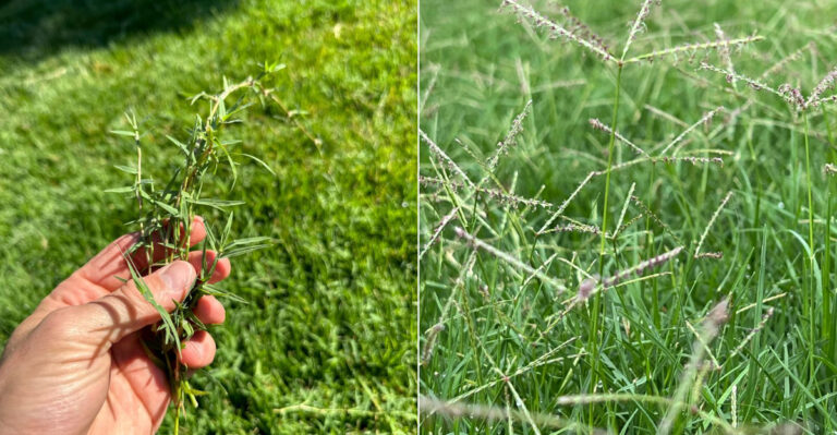 Why Late August Is The Best Time To Rip Out Bermuda Grass In California
