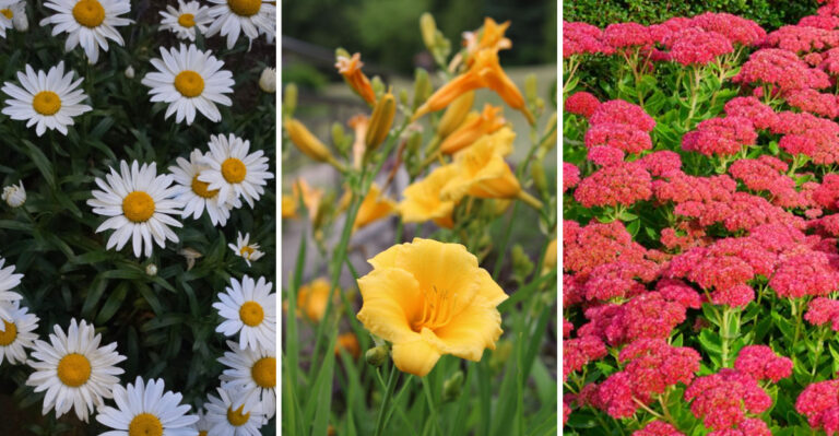 8 Plants To Divide This August For A Stronger Wyoming Garden