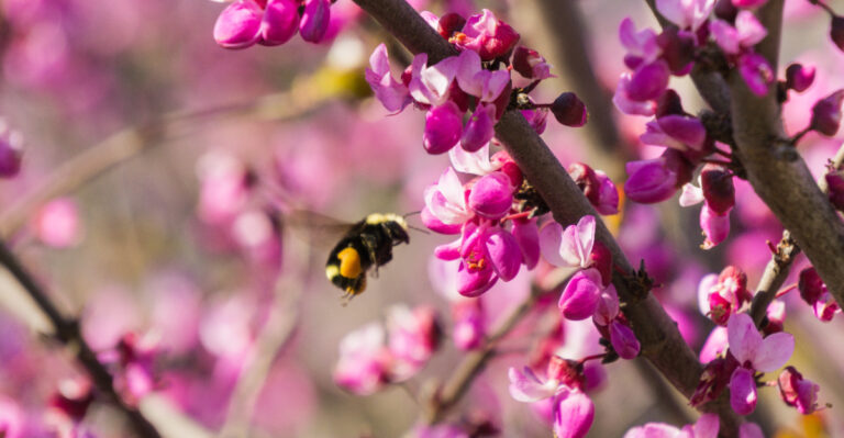 The Drought-Proof Trees California Gardeners Wish They’d Planted Sooner