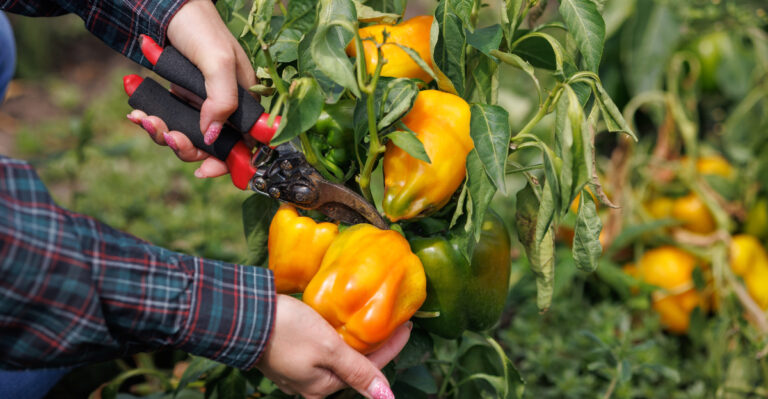 bell pepper harvest