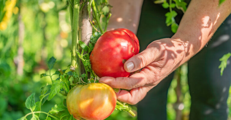 This Is The August Tomato Trick Pennsylvania Homeowners Wish They Knew Sooner
