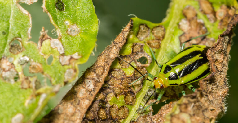 This Is Where Four-Lined Plant Bugs Leave Damage First In Michigan Herb Gardens