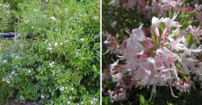 This Native Georgia Shrub Handles Damp Garden Spots Better Than Many Popular Choices