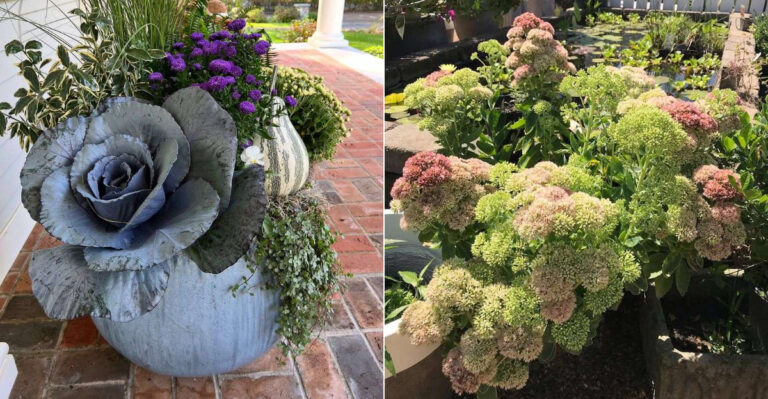 Oregon Container Plants Built For Wet Winters And Dry Summers That Come Back Fuller Every Year