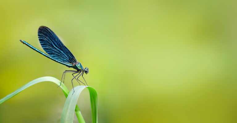 More Dragonflies In Your Texas Garden Means Fewer Mosquitos This Summer