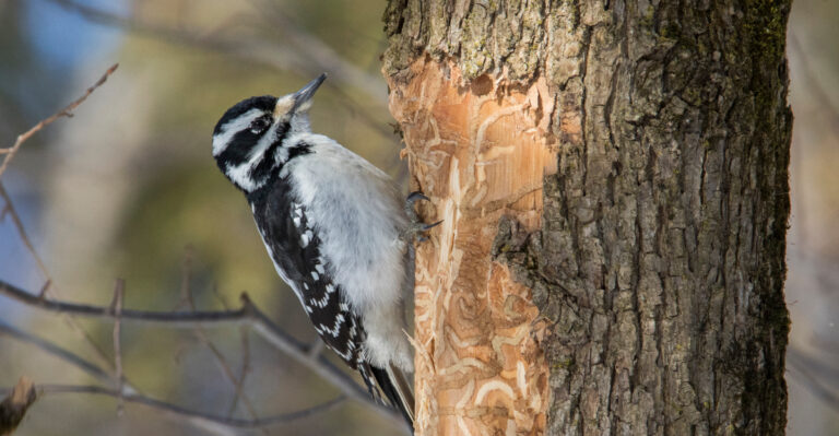 What It Means When Woodpeckers Target One Specific Tree In Your California Yard