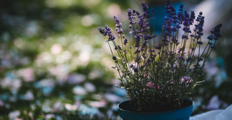 The Most Underrated Oregon Patio Plant That Deters Both Ticks And Mosquitoes
