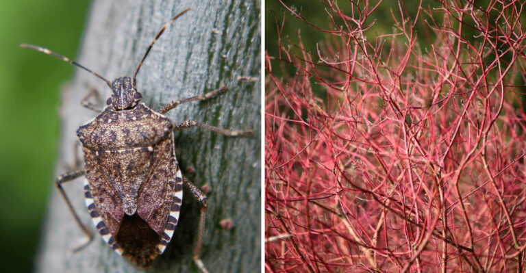 stink bugs