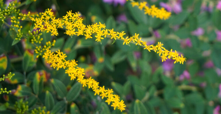 goldenrod