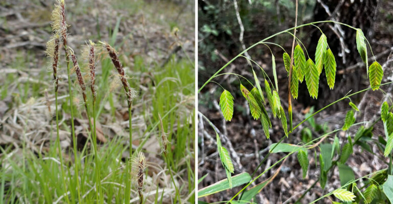 pennsylvania sedge and river oats