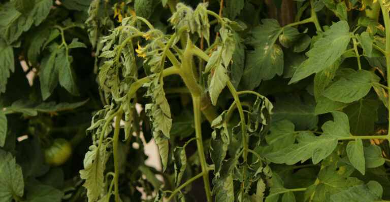 Why Your New Jersey Tomatoes Look Wilted And What It Means For Your Garden